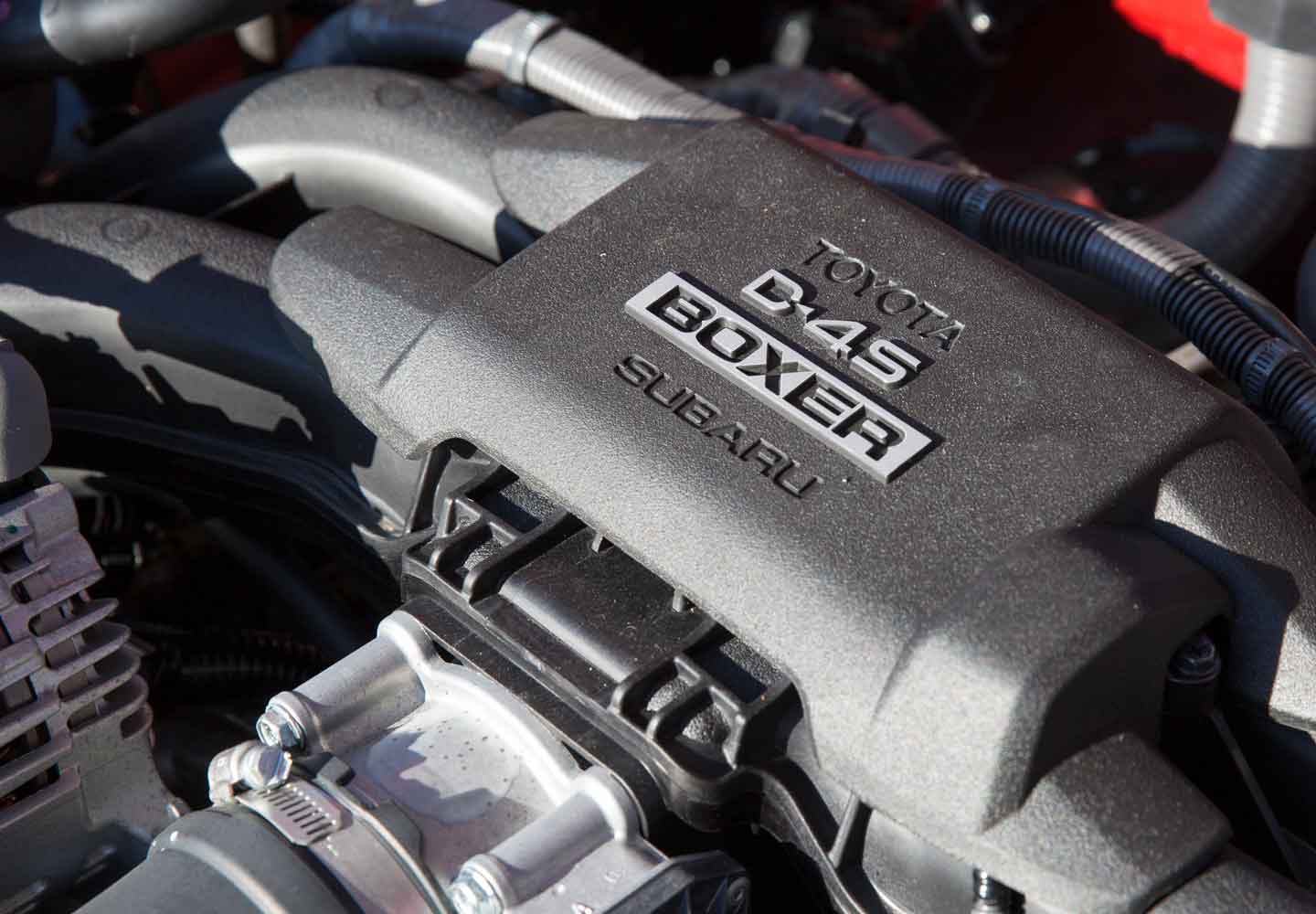 Beauty and the Boxer